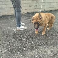 توله سگ ژرمن