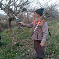 جوان سازی وحرص کیوی