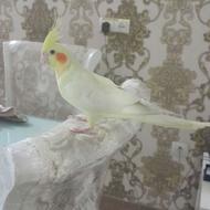 فروش عروس هلندی مولد با جوجه و روی تخم