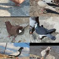 تعدادی رنگه المانی