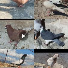 تعدادی رنگه المانی