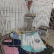 واگذاری سگ .