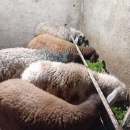 فروش گوسفند و معاوضه