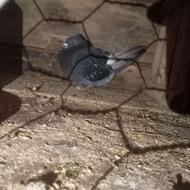 کبوتر ساعت بالا پشتکی نر وماده