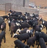 گوسفندمیش بره دار