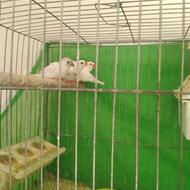 8عددفنچ نروماده وجوجه