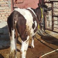 گوساله ماده چاق