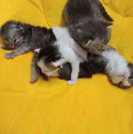 گربه 4 ماه پرشین