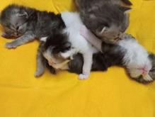 گربه 4 ماه پرشین در شیپور