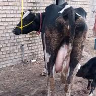 گاو هلشتاین صنعتی تازه زا