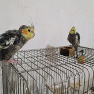 دوتا عروس هلندی دوتاش باهم