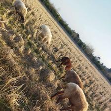 فروش گوسفند