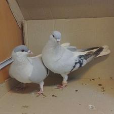 کفتر چادری(شیرازی)