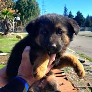 سگ ژرمن خوشگل واگذاری