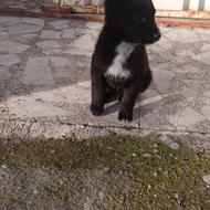 مالینویز پلیس