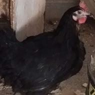 مرغ مرندی سیاه تخم گذار