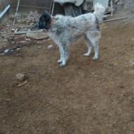 سگ سگ قهدیجونی گله ای واگذاری