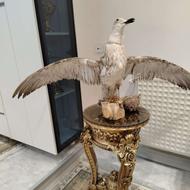 پرنده خشک شده دکوری