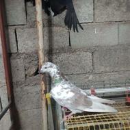 کبوتر نر فروشی