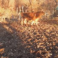 گاو چهارماهه آبستن دو رگ