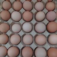 تخم مرغ محلی