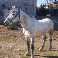 اسب باری تمیز