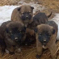 توله سگ 1ماهه واگذاری