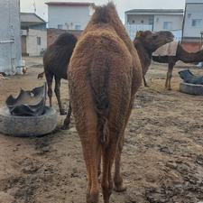 گوشت بچه شتر چاق درجه یک