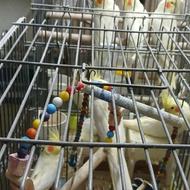 تعدادشش عددعروس هلندی لوتینوزعفرونی بالغ