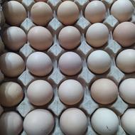 تخم مرغ نطفه مرندی وتخم بلدرچین نطفه دار هم موجود