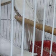 فروش فوری طوطی عروس آلبینو چشم شرابی