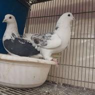 کبوتر یا کفتر