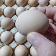 تخم مرغ محلی نطفه دار