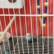 مرغ عشق تخم گذار