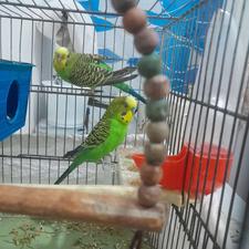 هردو سالم ماده آمده تخم گذاری و نر دستی هست