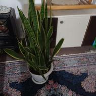 گل. بسیار خوشگل