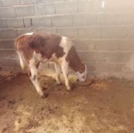فروش گوساله ماده سیمینتال