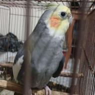 فروش فوری طوطی عروس نر سخنگو