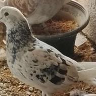 کفتر سرور و کله زرد