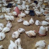 مرغ گوشتی درب منزل مرغ داری