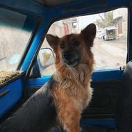 سگ ژرمن شپرت واگذاری