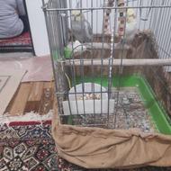 طوطی عروس یه جفت