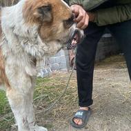 سگ نژاد خراسانی