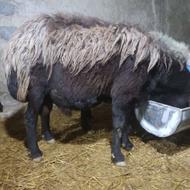 قوچ قزل افشار