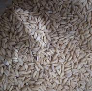 گندم بوجاری شده تمیز