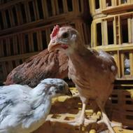 جوجه گلپایگان یکماهه(یکروز)/جوجه گوشتی راس یکروز