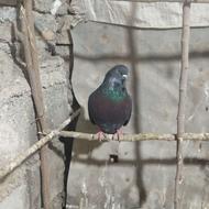 کبوتر فروشی