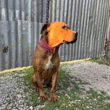 واگذاری پیتبول