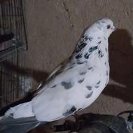 نر سوسکی دمسبز سو قدیم