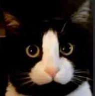 واگذاری گربه ملوس و خشن